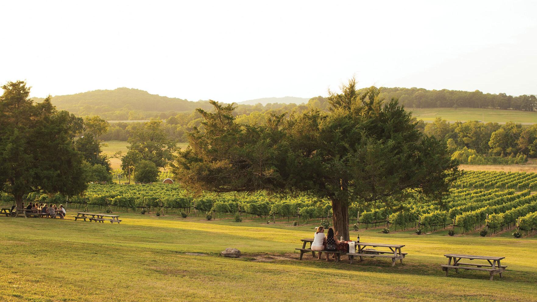 Arrington Vineyards
